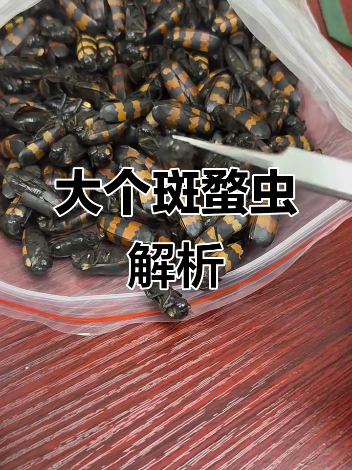 斑蝥虫大揭秘:如何挑选优质品种