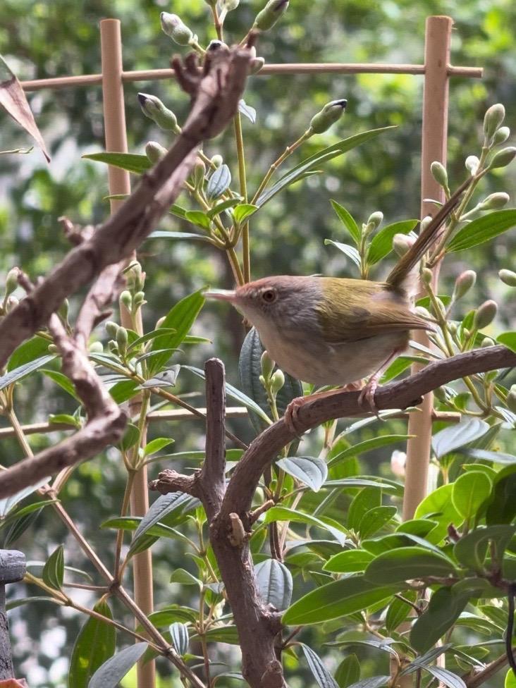 准备要过冬了,广州开始降温了 广州的冬天 长尾缝叶莺 阳台上的鸟