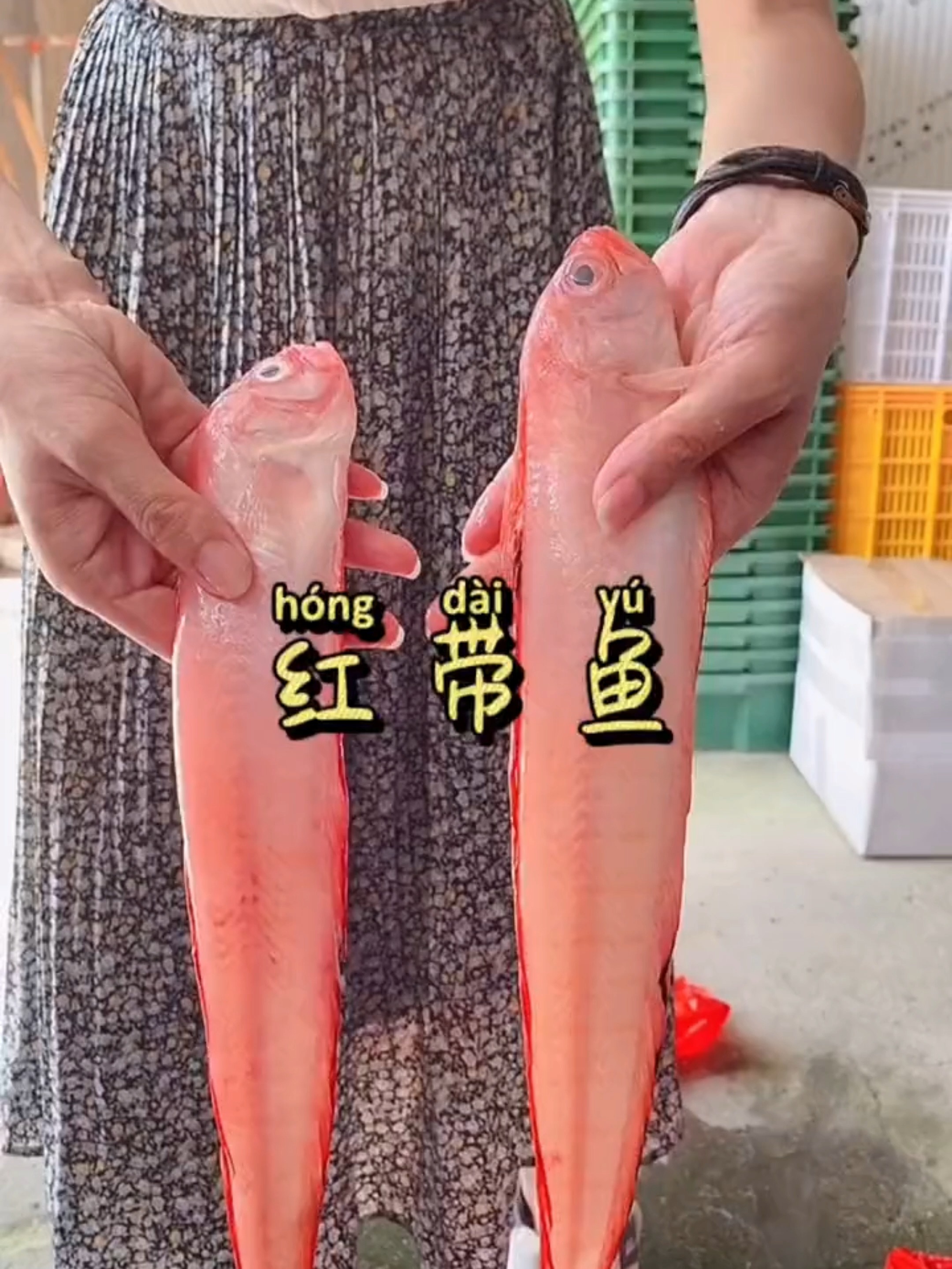 红带鱼~你认识吗!非常有营养!