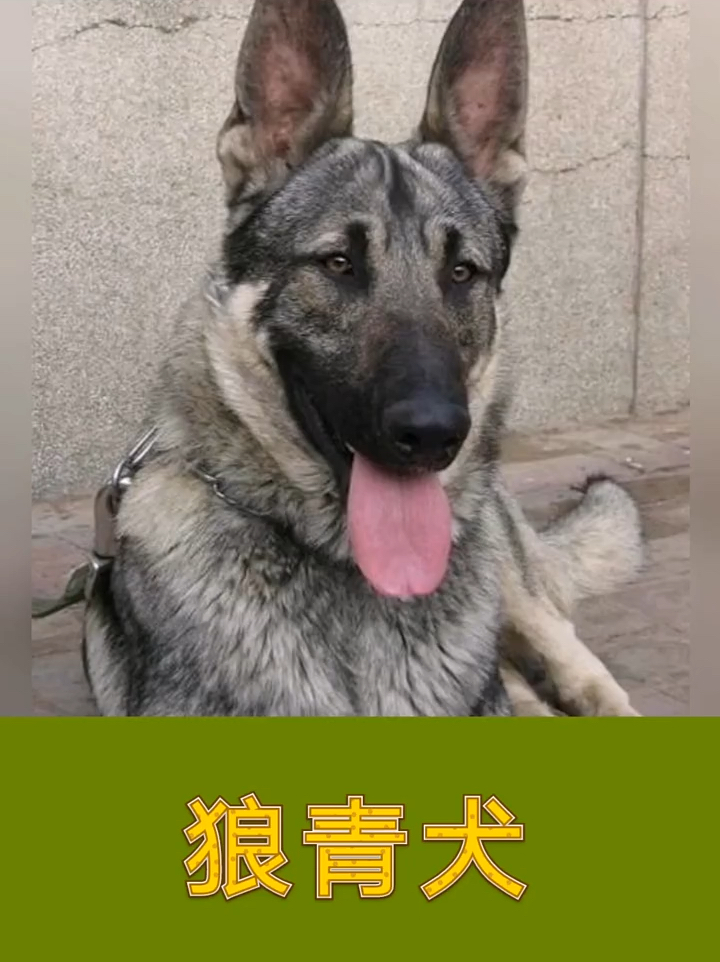 狼青犬价格～狼青犬图片～纯种狼青幼犬多少钱-度小视