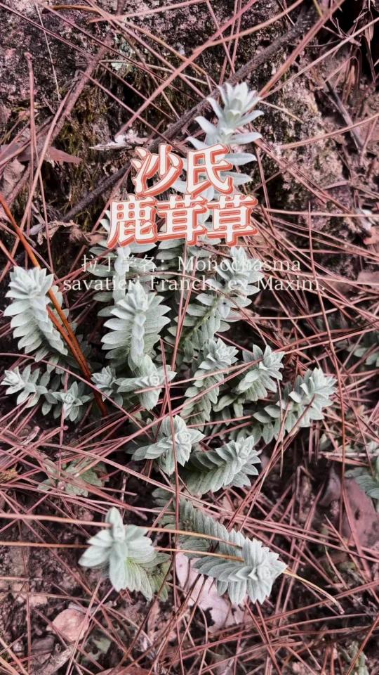 叫"鹿茸"的野草