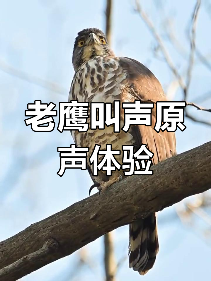 听!老鹰的叫声如此震撼