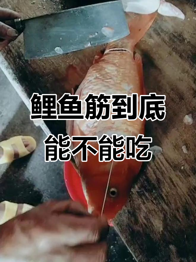 为什么不吃鲤鱼白鹤百科在线