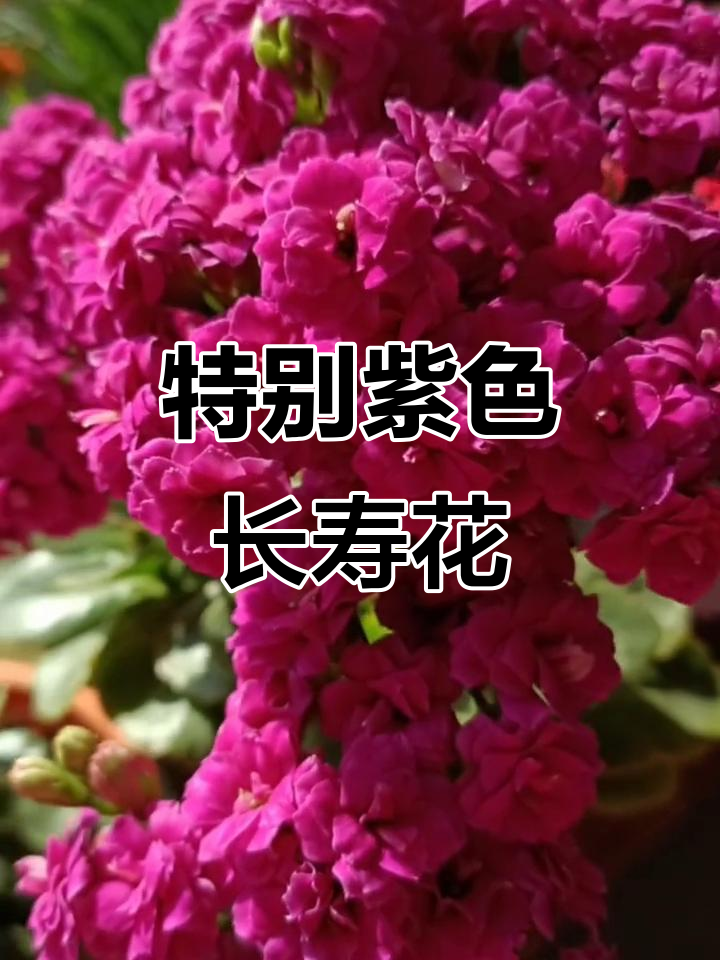 紫色长寿花,独特魅力让人爱不释手