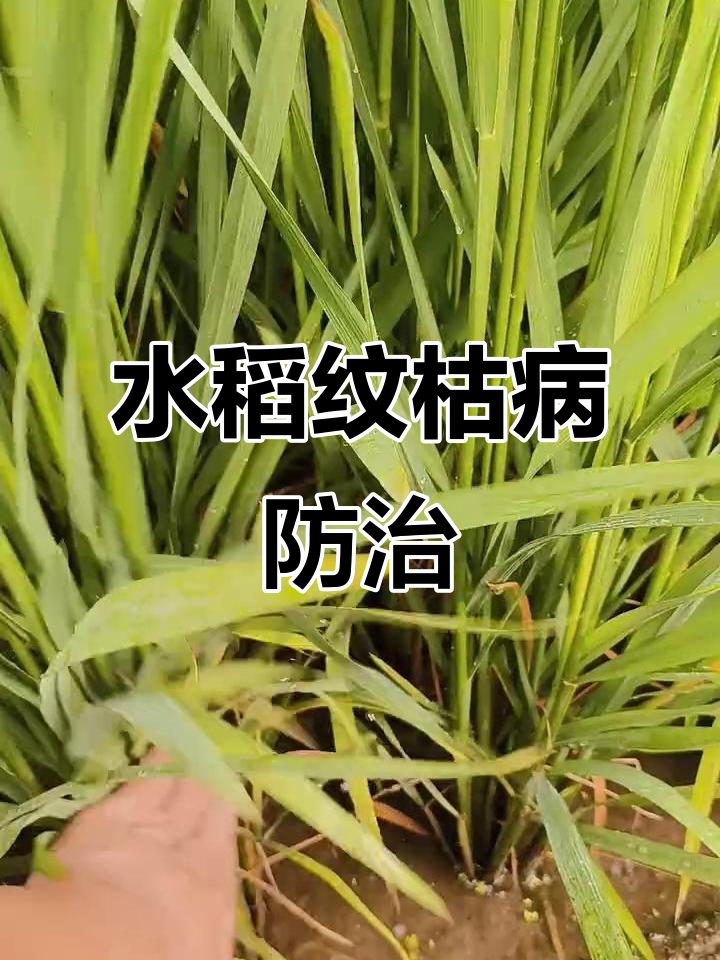 水稻纹枯病症状与防治方法解析