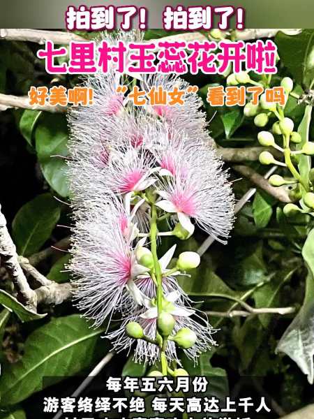 拍到了儋州七里村玉蕊花开啦好美啊七仙女看到了吗玉蕊花海南儋州
