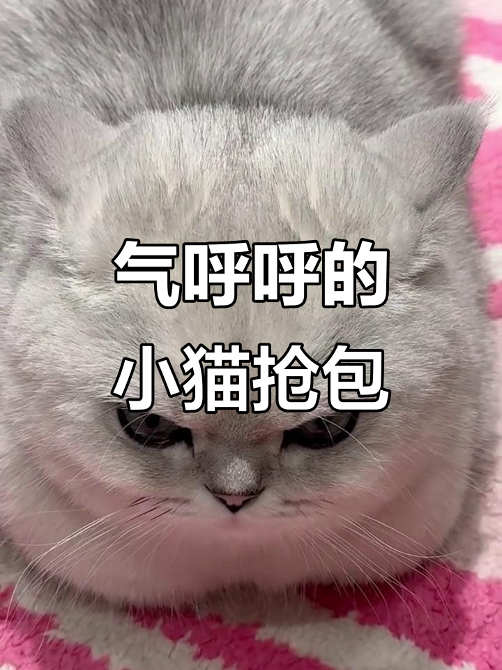 银渐层小猫咪气鼓鼓的,肉包子一端走就急坏了