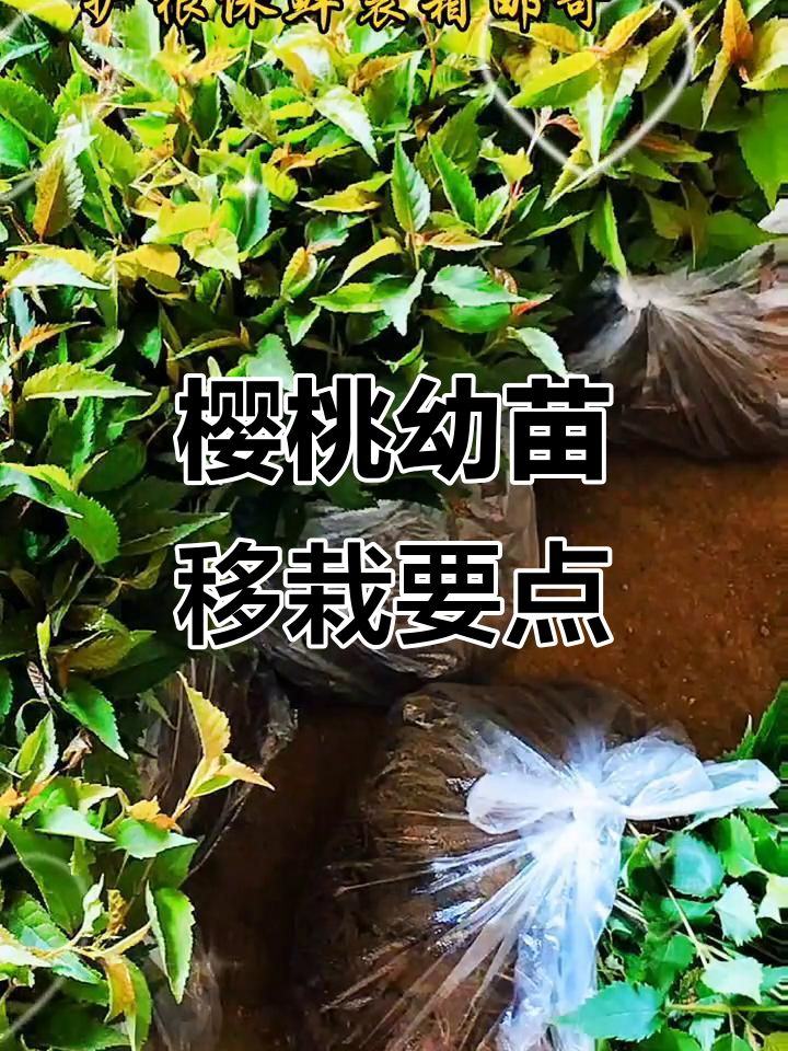 樱桃实生苗谷雨移栽技巧,助力健康成长