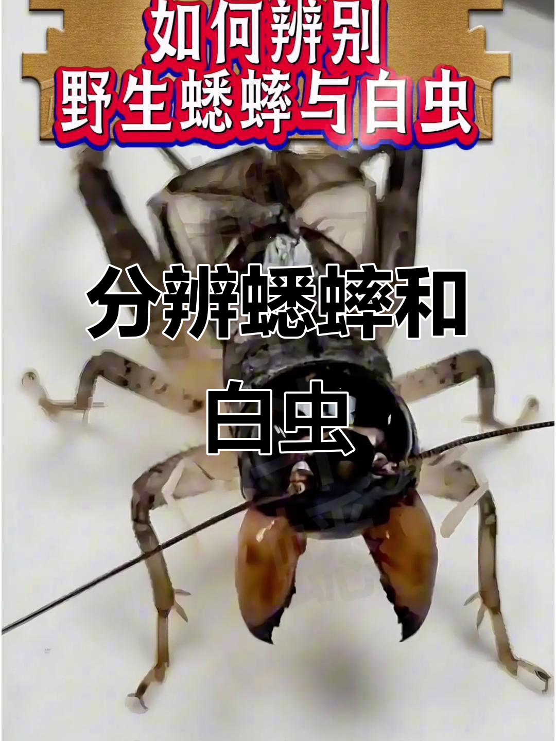 如何区分野生蟋蟀与白虫,掌握这些技巧轻松辨别