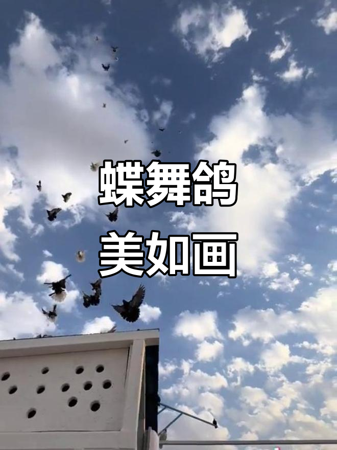 蝶舞鸽子:观赏鸽的美丽与魅力