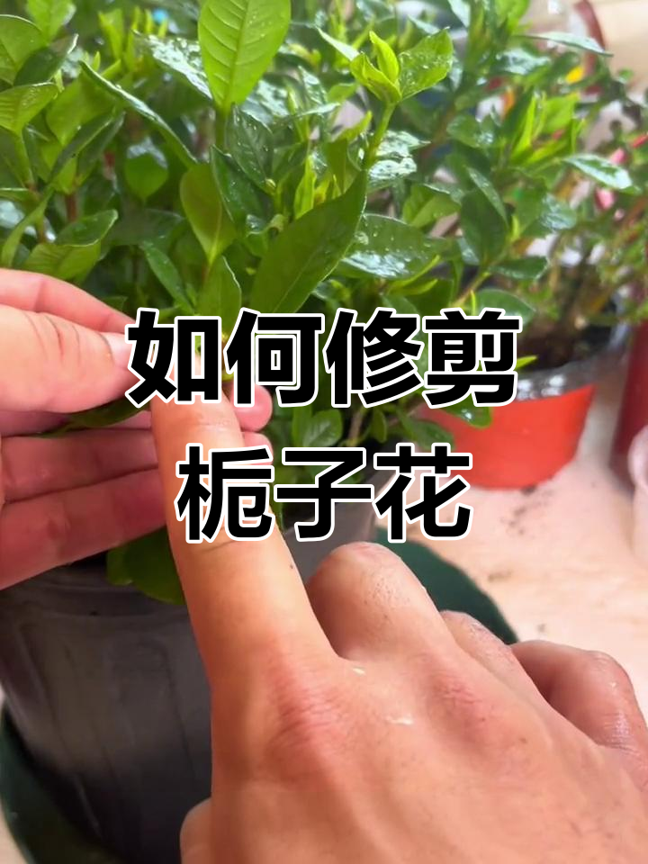 栀子花怎样修剪图解图片