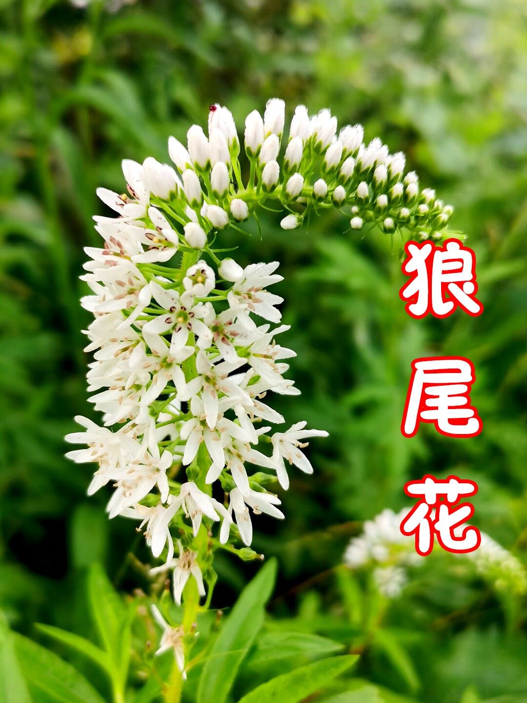 狼尾花也叫狼尾巴花或是虎尾草