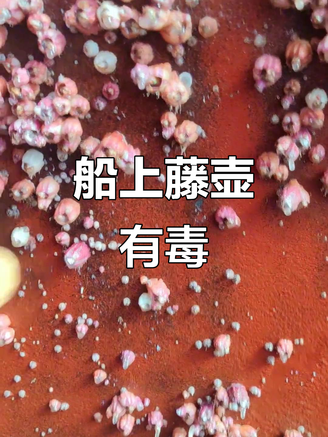 船身藤壶成堆,密集恐惧症慎入!