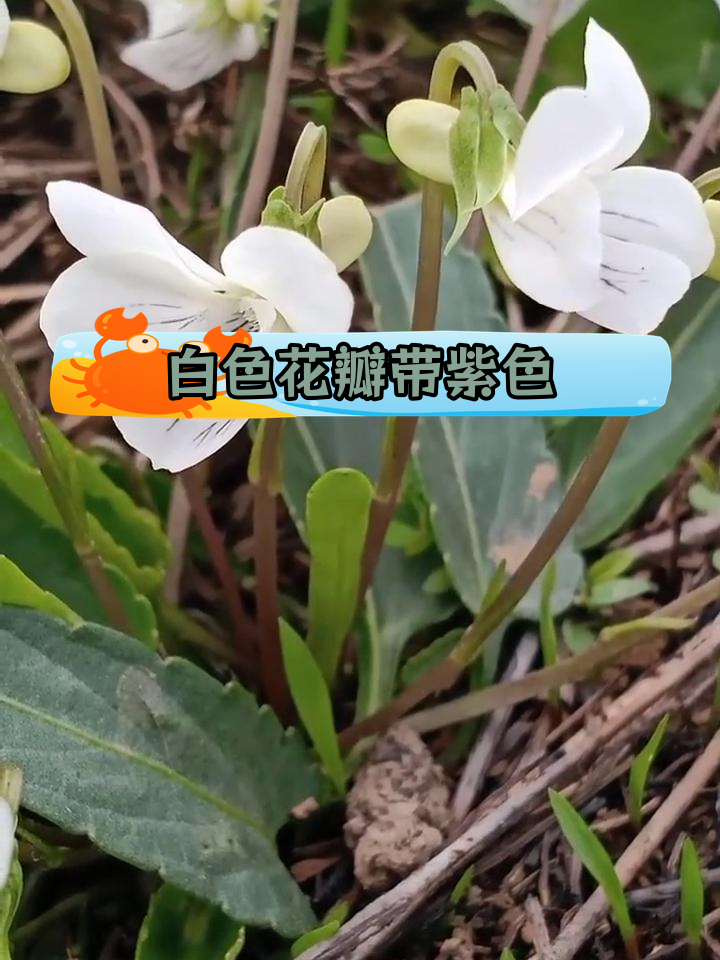 白花地丁花期图片