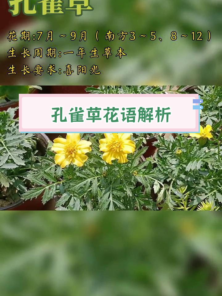 白孔雀草花语图片