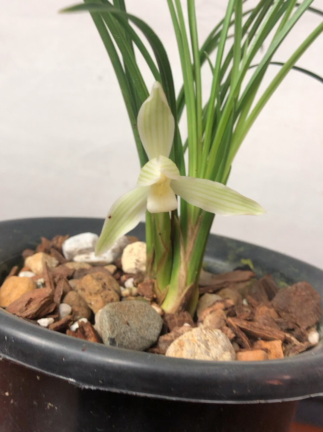 兰花莲瓣兰太白素