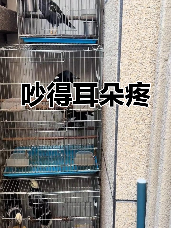 花八哥叫声原声图片