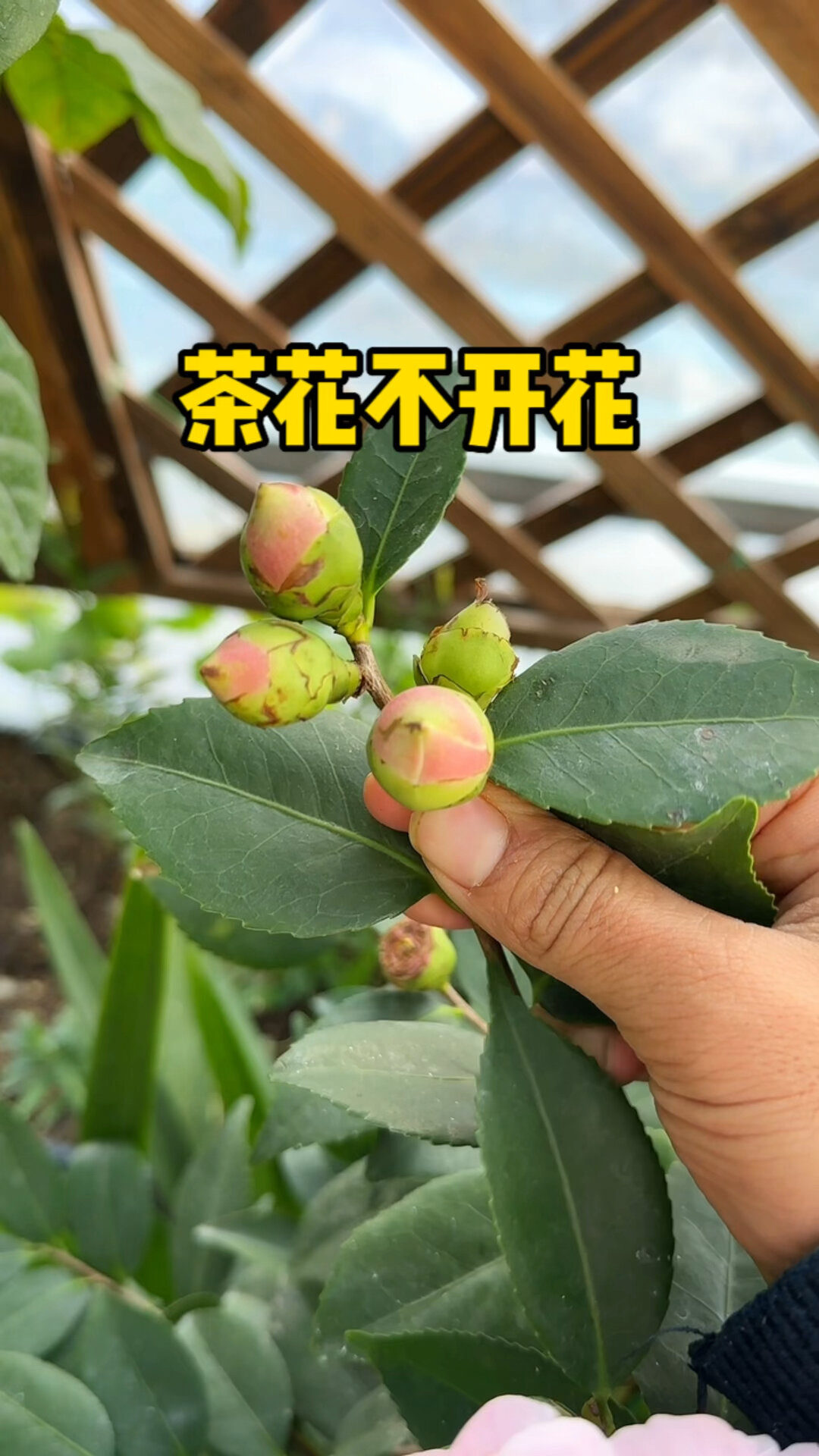 山茶花骨朵图片