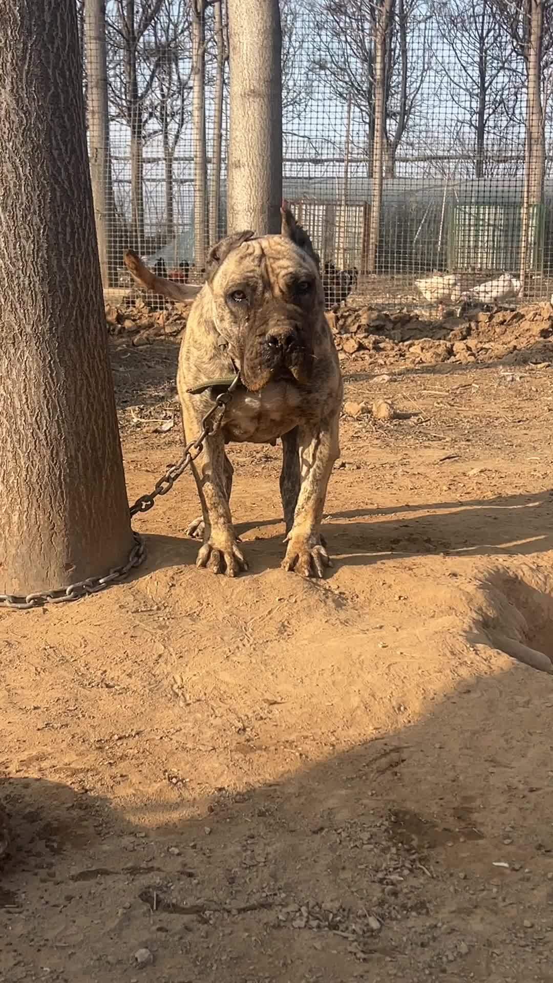 不养狗不知道养狗的乐趣 中亚牧羊犬 人与动物和谐共处 虎斑虎斑 自带