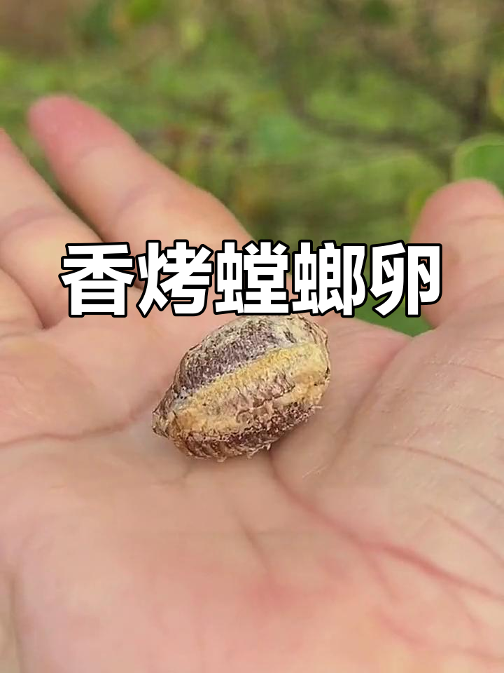 螳螂卵 树上图片