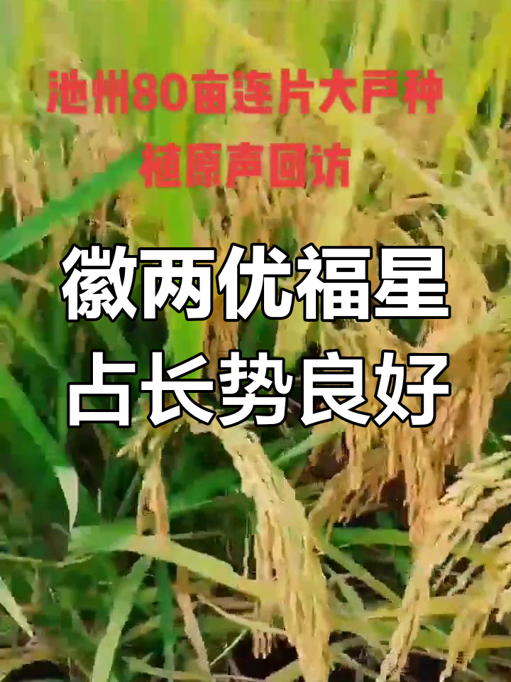 徽两优007图片