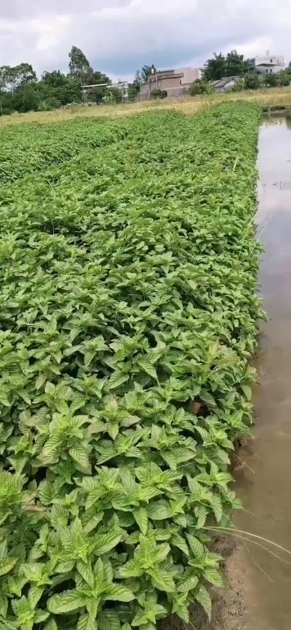 几亩地的凉粉草要割太阳那么大难搞哦农村生活凉粉草仙草绿色凉粉草