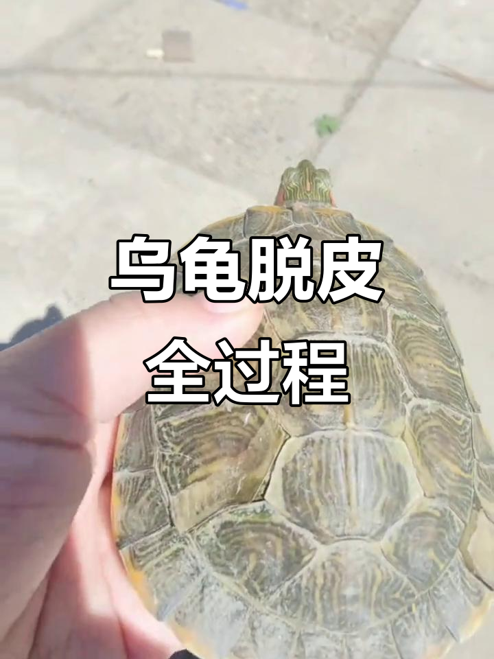 乌龟脱壳过程大揭秘,背腹不同步!