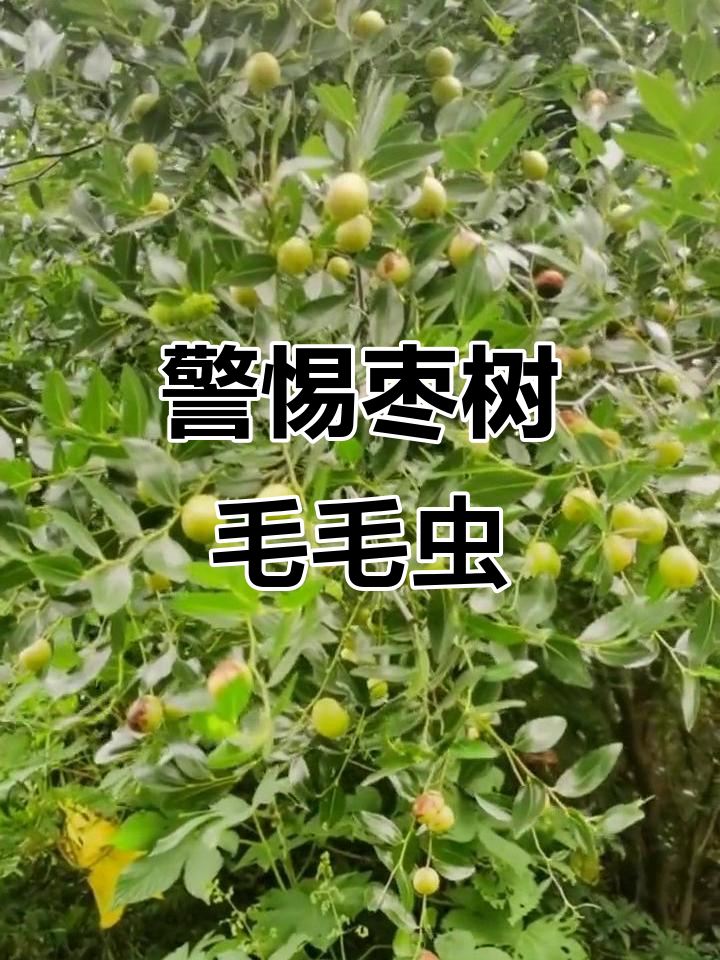 小心枣树上的毛毛虫,刚被教训过!
