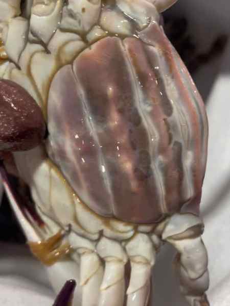 比巴掌大的红膏梭子蟹,一个就饱了 海鲜原产地 红膏蟹-度小视