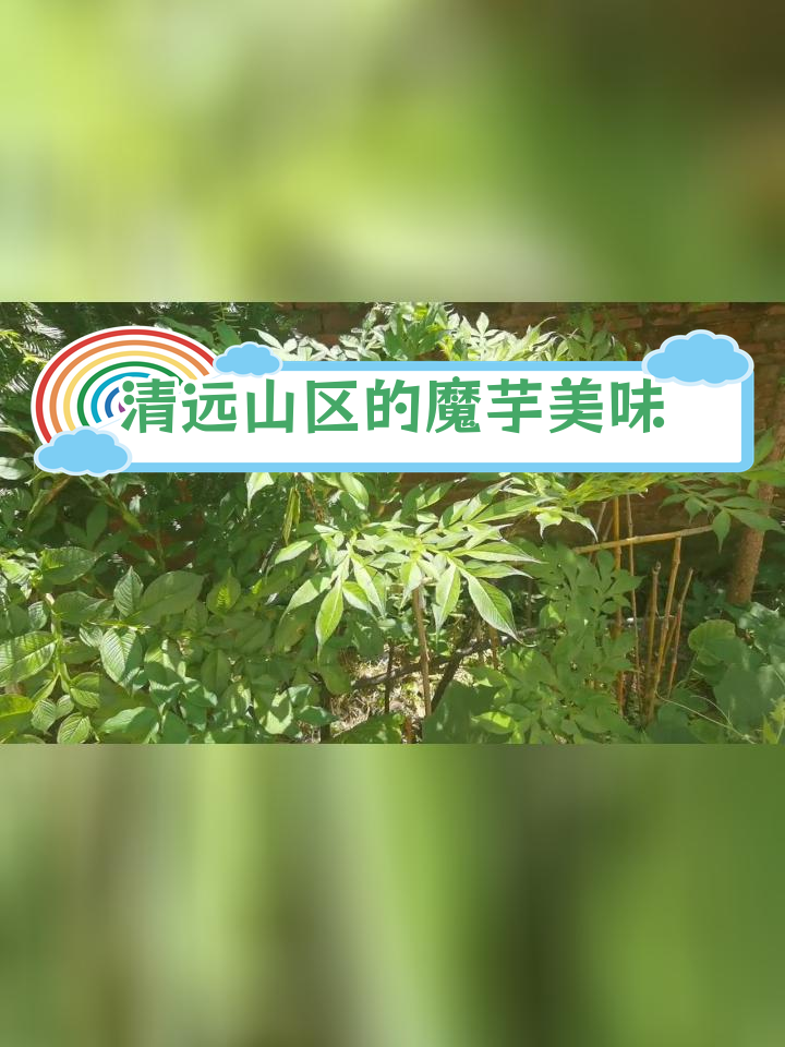 广东韶关清远山区野生魔芋,当地人爱吃魔芋豆腐
