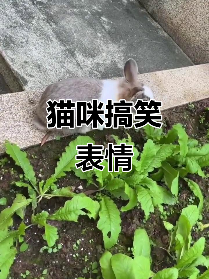 这只猫的表情太搞笑了,简直笑翻了!