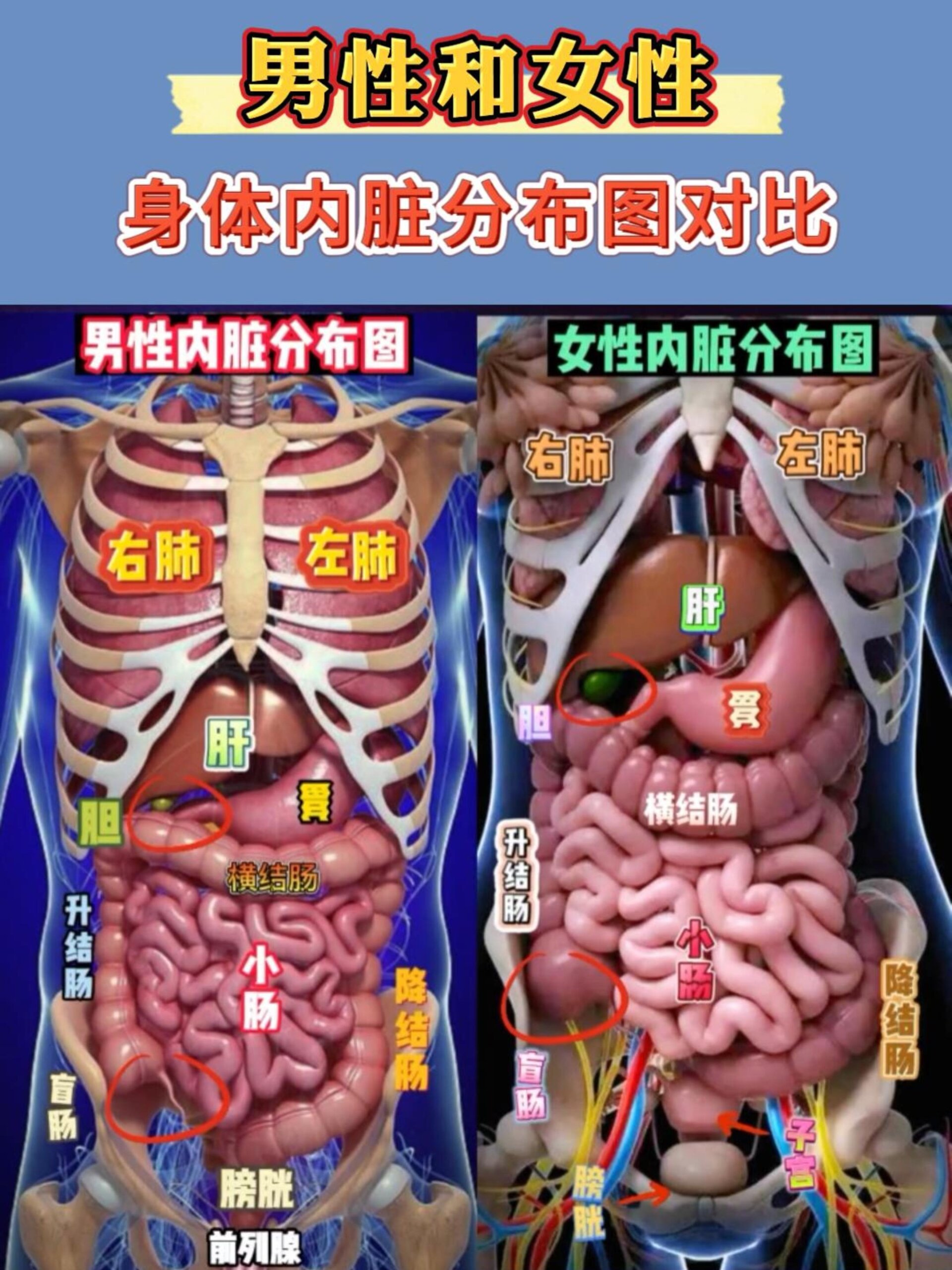男性和女性身体内脏分布图对比