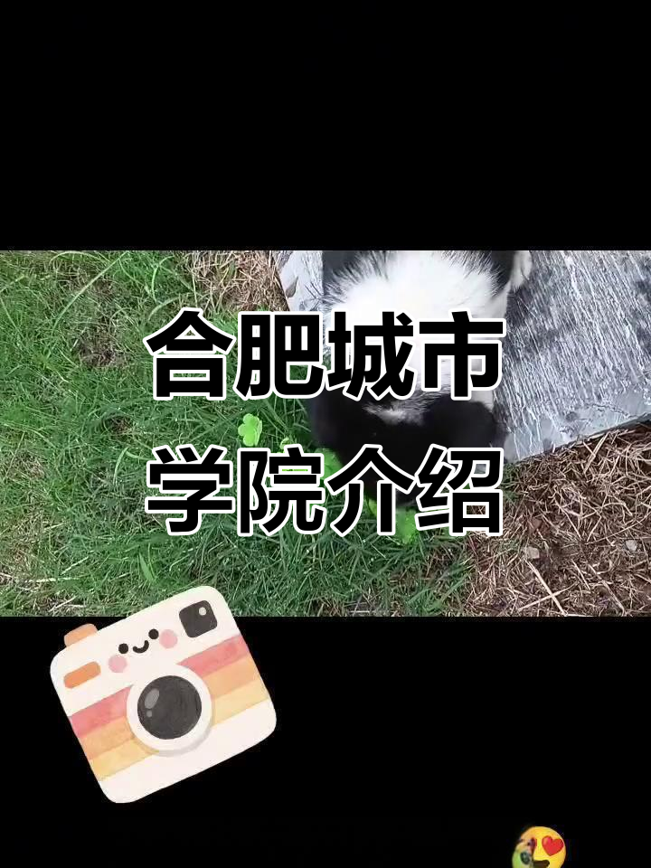 合肥城市学院:探索校园魅力与文化底蕴