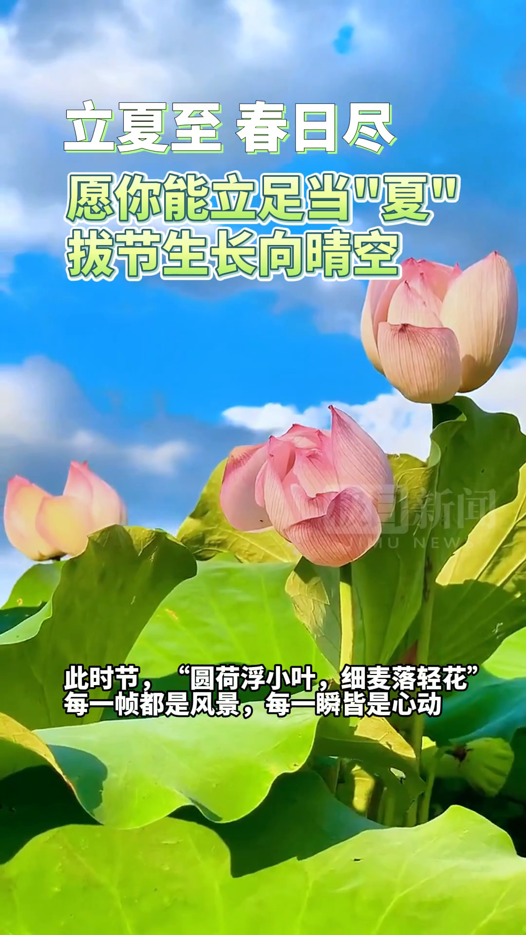 「视频」立夏至,春日尽.愿你能立足当"夏",拔节生长向晴空-度小视