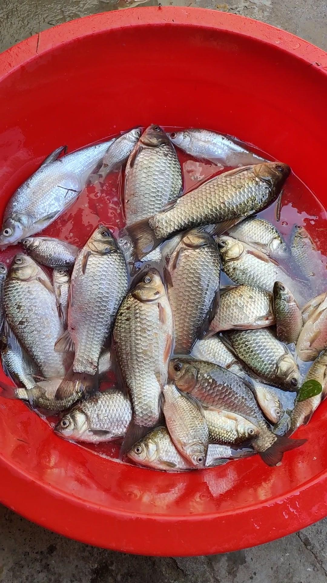 36度高温水库野钓大板鲫钓鱼传统钓大板鲫钓鱼人鱼获满满