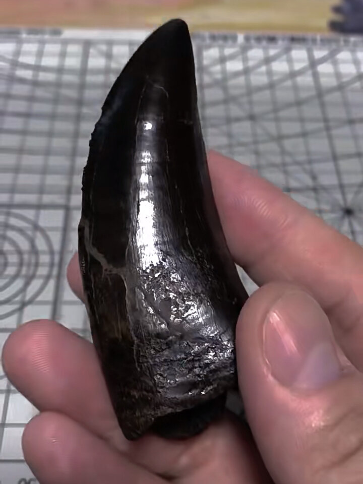 黑色8.5厘米无断超博物馆级霸王龙牙齿化石