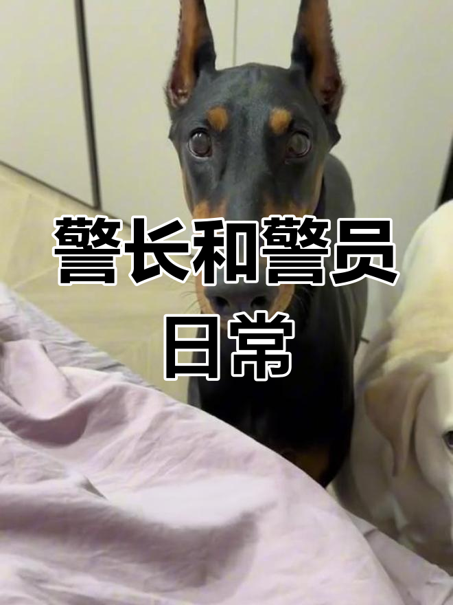 拉布拉多与杜宾的默契瞬间