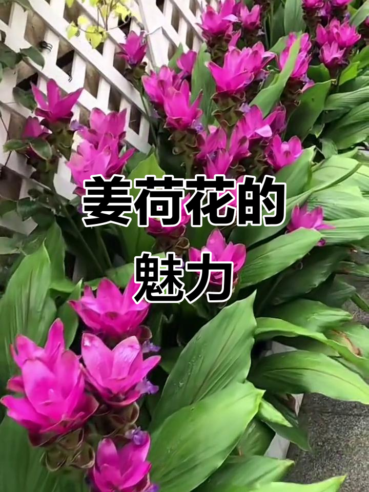 姜荷花:美丽与香气并存的花朵