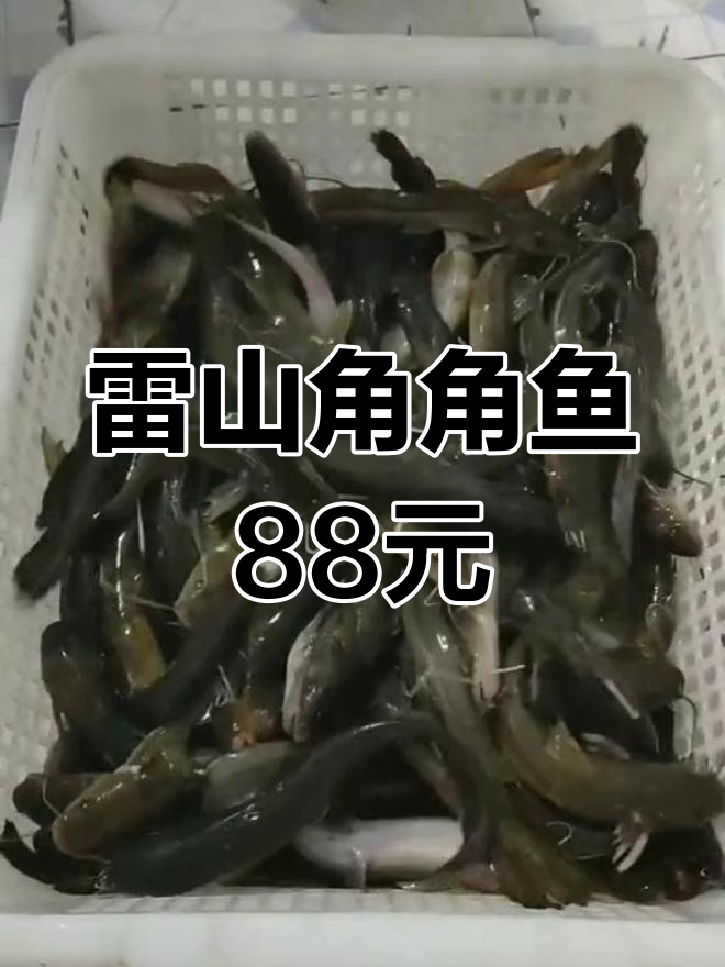 贵州雷山野生角角鱼,88元/斤贵吗?