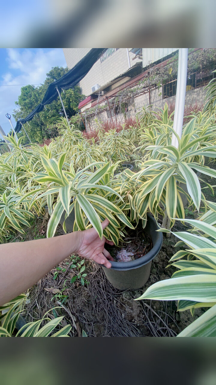 金边百合竹接受批发