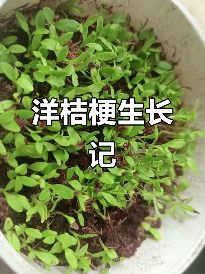 洋桔梗苗长高,心情大好!