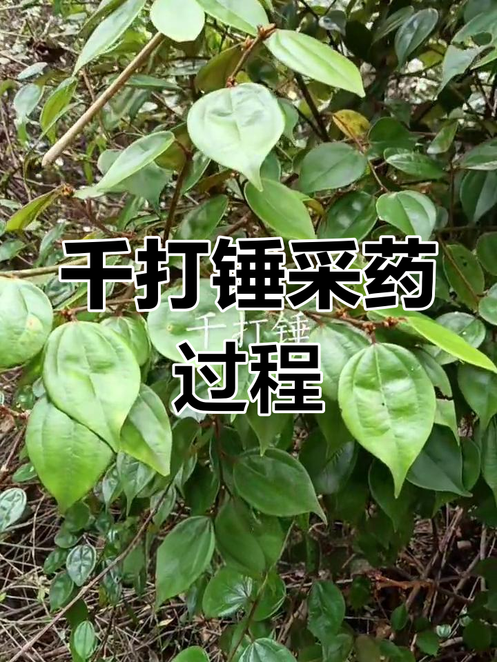 采药人现场实拍,千打锤工艺展示