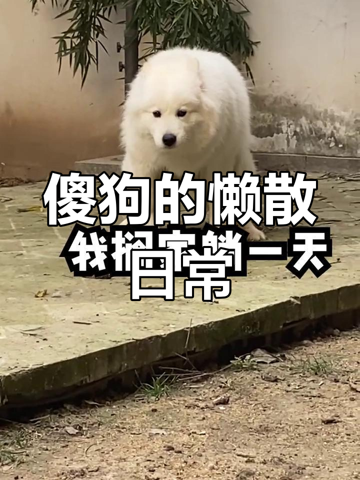 傻狗一天的生活,被窝里胖臭萌态十足