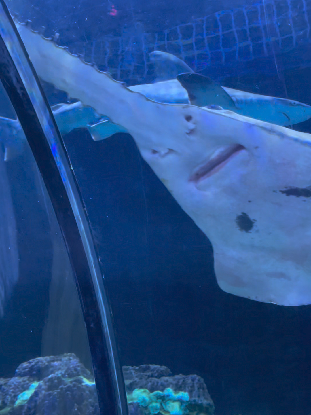 世界最稀有的鲨鱼——半锯齿鲨-度小视