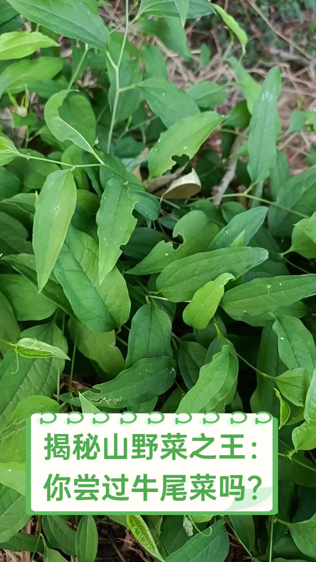 揭秘山野菜之王:你尝过牛尾菜吗?