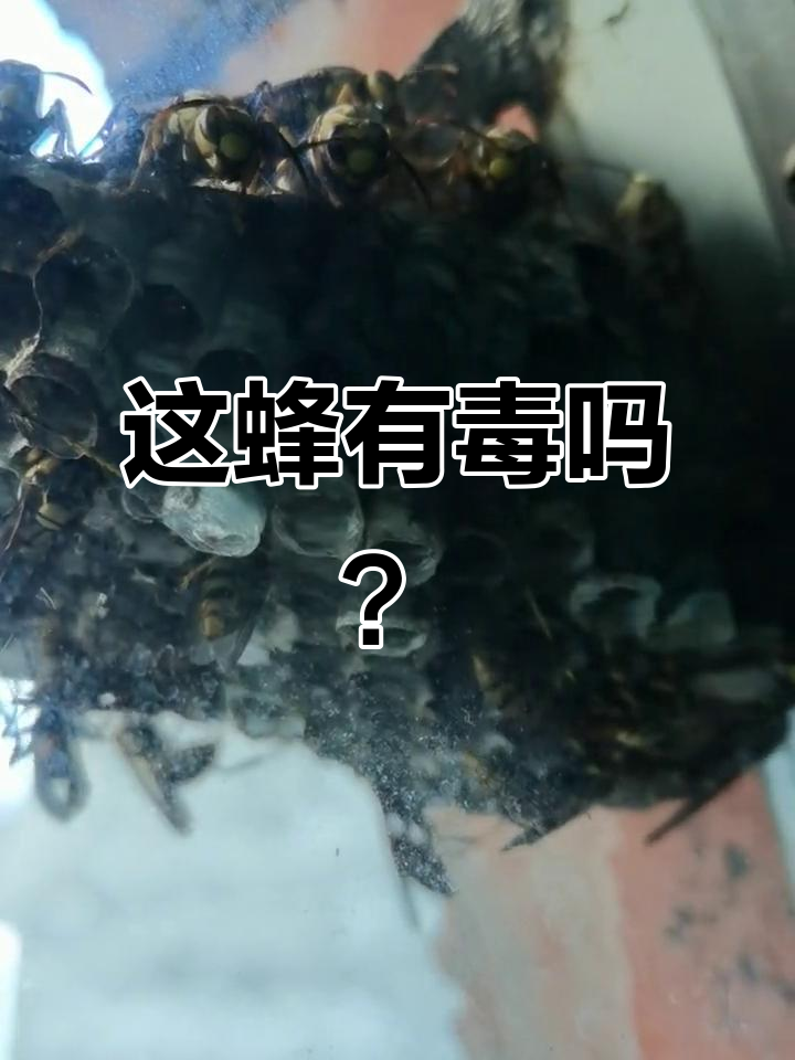 这是什么蜂?毒性如何,攻击性强吗?