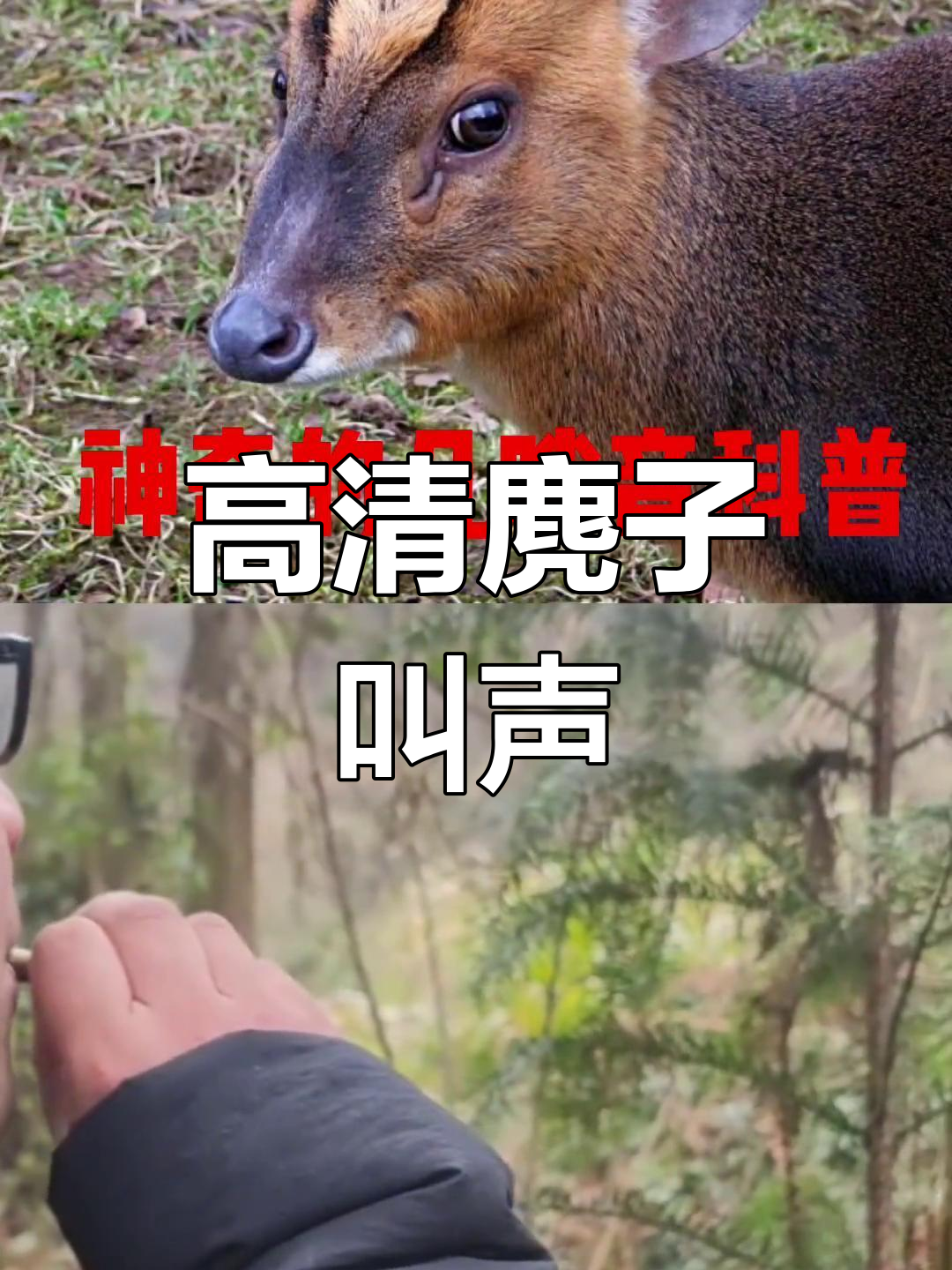 麂子叫声实录:母麂呼唤公麂与发情信号