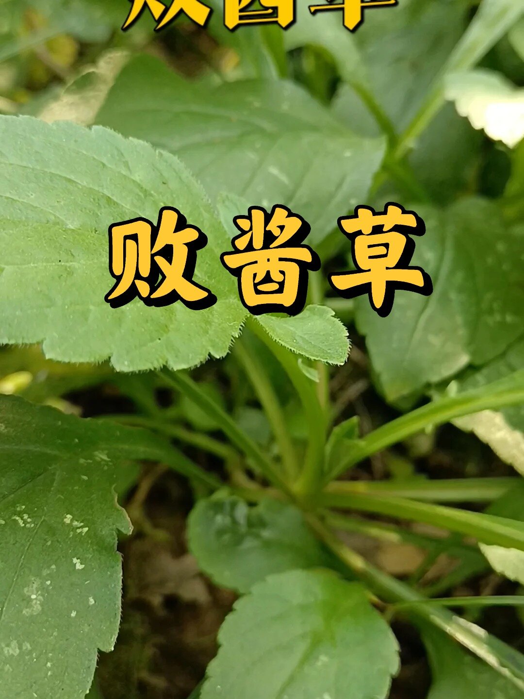 败酱草别名有黄花败酱,龙芽败酱,黄花龙芽-度小视