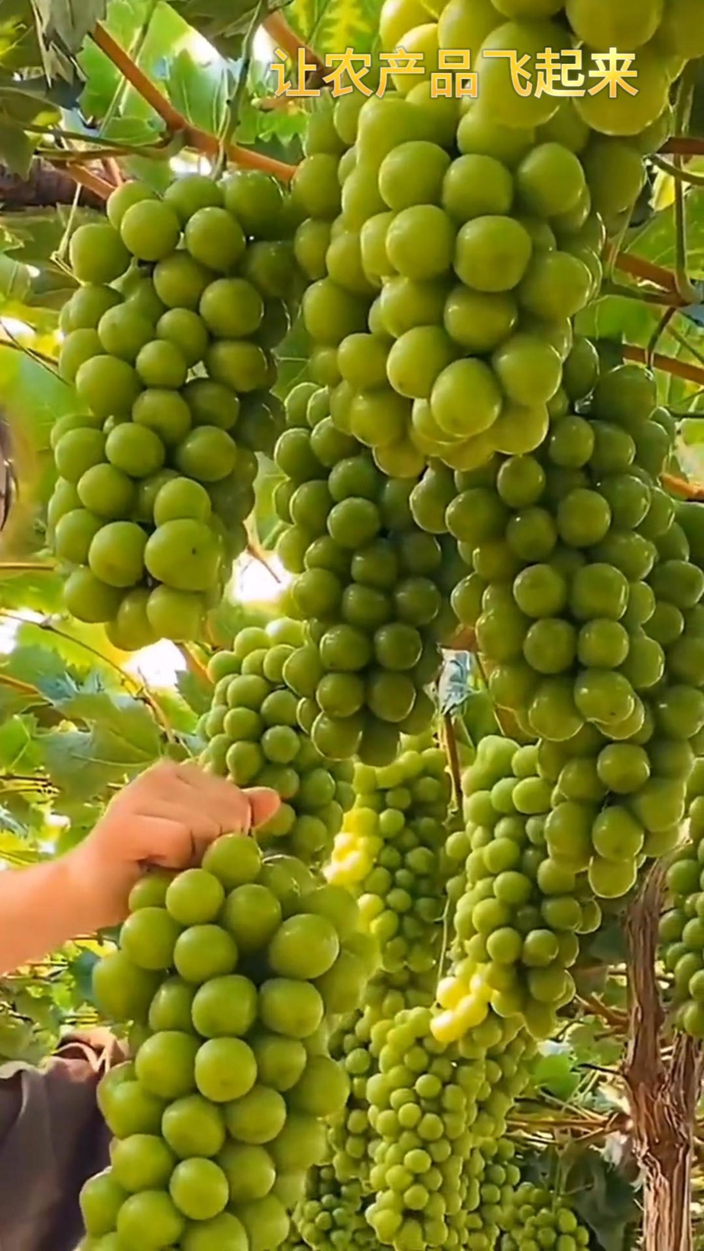 无籽葡萄,阳光玫瑰提子果园采摘