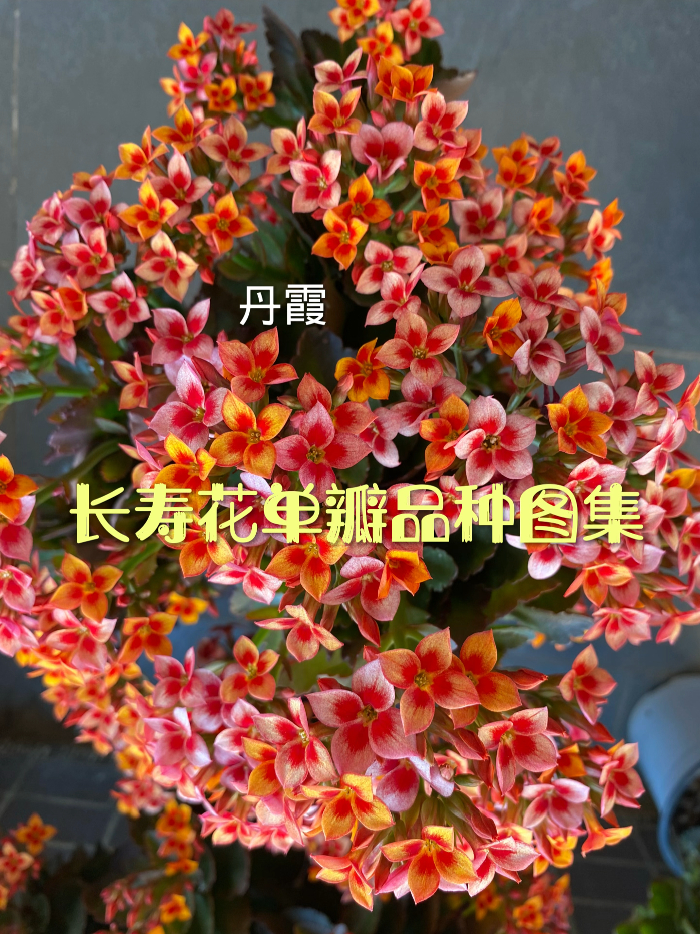 分享几款经典又漂亮的单瓣长寿花